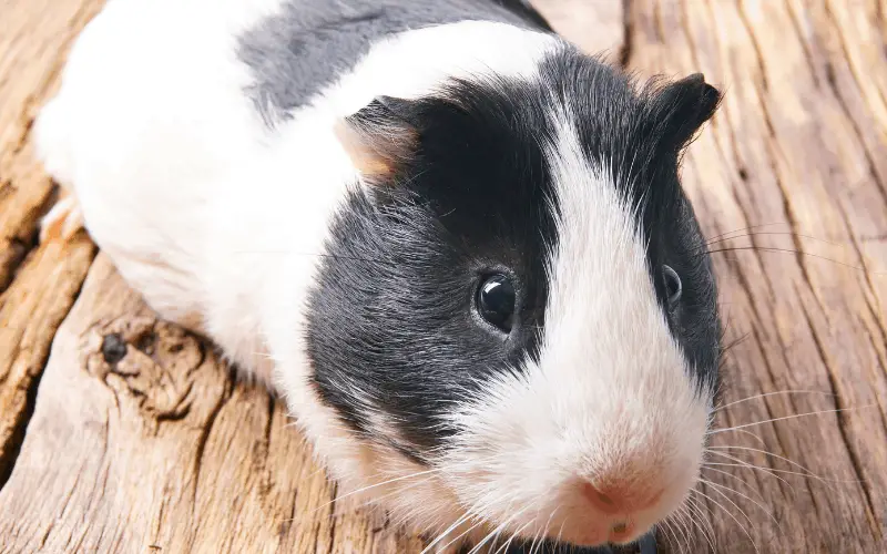 Dangers of Guinea Pigs Eating Spruce