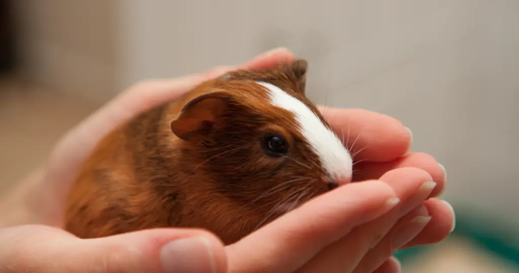 Do Guinea Pigs Miss Their Owners