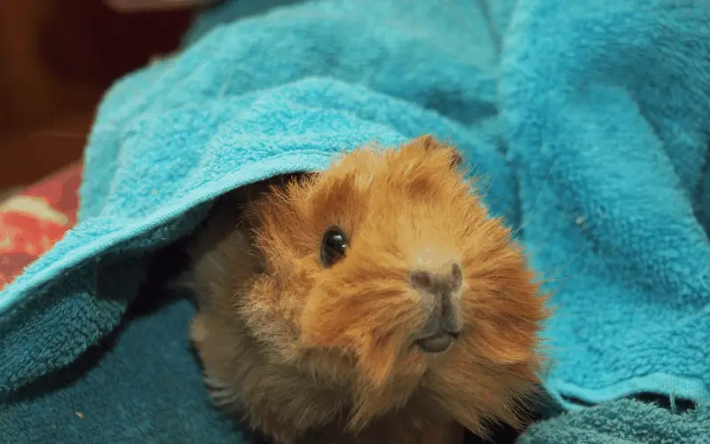 Do Guinea Pigs Miss Their Owners