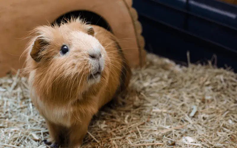 Do Guinea Pigs Squeak When Hungry