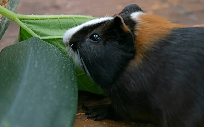 Foods That Are Not Good For Guinea Pig
