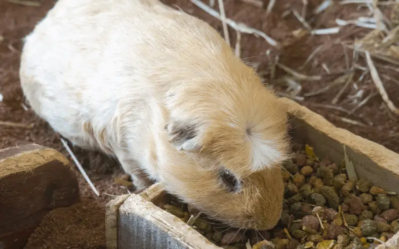 Healthy Diets For Guinea Pigs