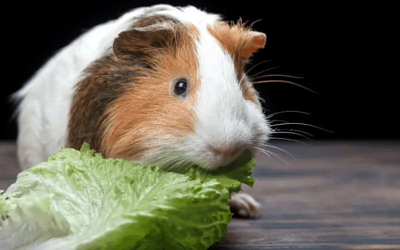 How Do You Prepare Lettuce for Guinea Pig