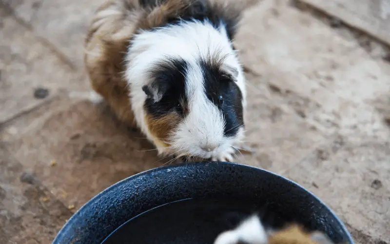 How Long Can Guinea Pigs Go Without Water