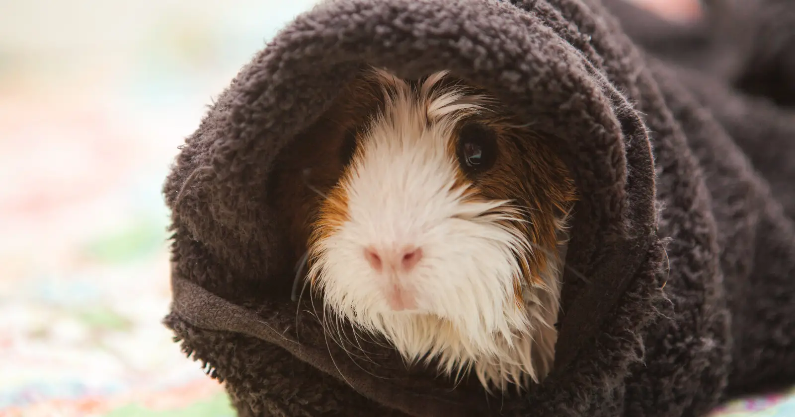 How Long Can You Leave A Guinea Pig While on Vacation?