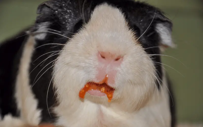 How Much Tomatoes Can Guinea Pigs Eat