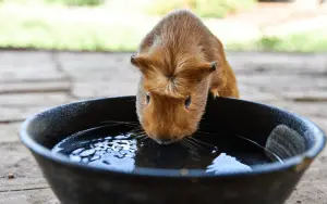 How Much Water Do Guinea Pigs Drink A Day | How Much Water Do Guinea Pigs Drink A Day