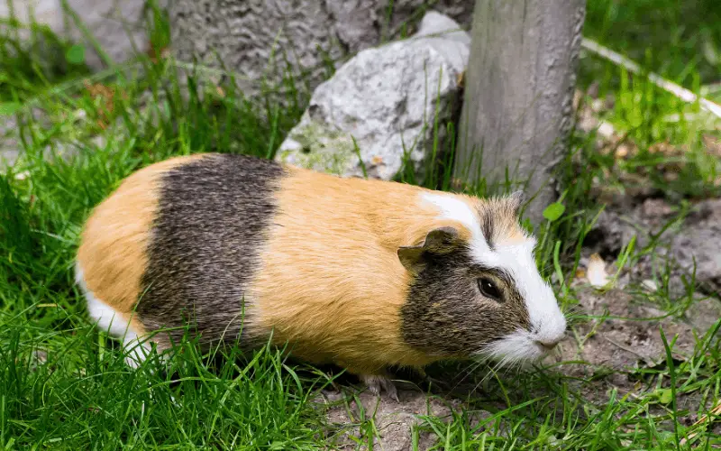 How To Stop Your Guinea Pig From Biting