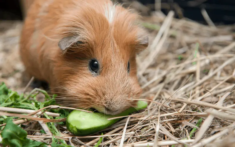 How to Create Healthy Feeding Habits For Your Guinea Pig