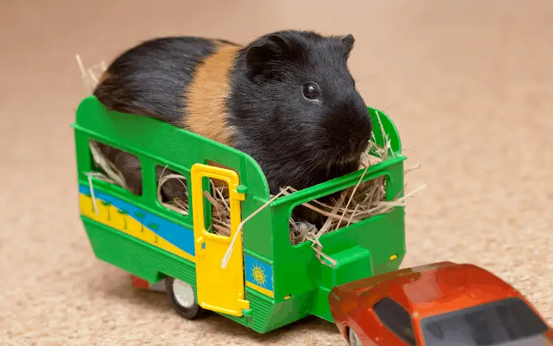 Stuffed Toys You Can Give Your Guinea Pig