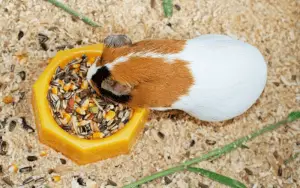 What Can Guinea Pigs Not Eat | What Can Guinea Pigs Not Eat