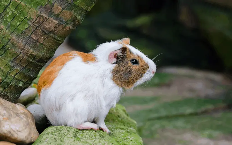 What Can Happen to Guinea Pig When Left Alone