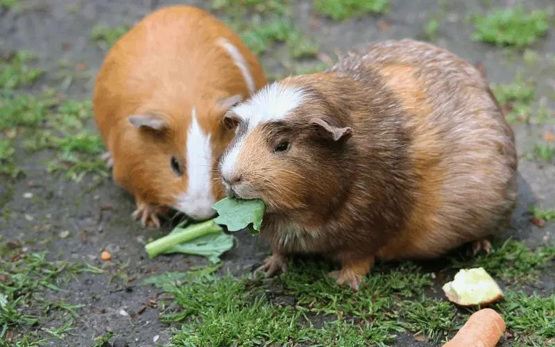 What Do Guinea Pigs Feed On More Often