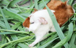 Can You Overfeed A Guinea Pig | What Happens If You Overfeed Guinea Pigs