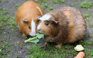 Do Guinea Pigs Stop Eating When They Are Full | What Happens If Your Guinea Pig Doesnt Eat