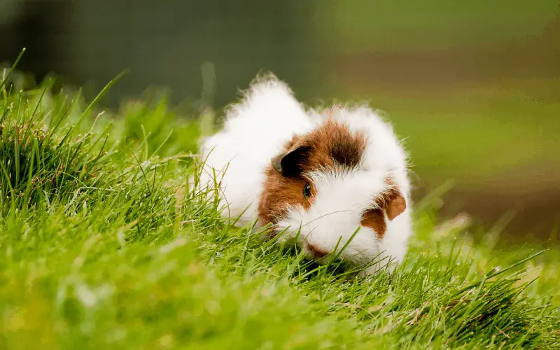 What Is the Role of Hay in A Guinea Pigs Meal