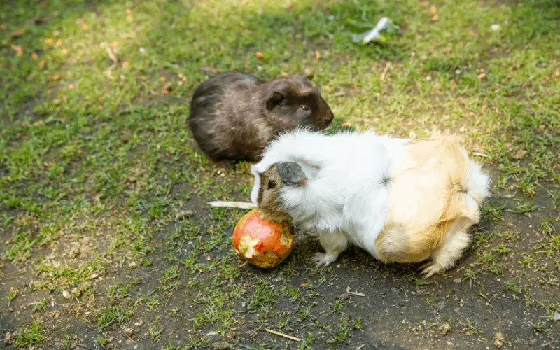 What if Your Guinea Pigs Don't Play With Each Other