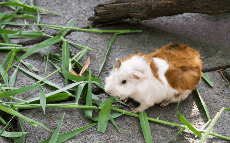 Why Guinea Pigs Stop Eating When They Are Full