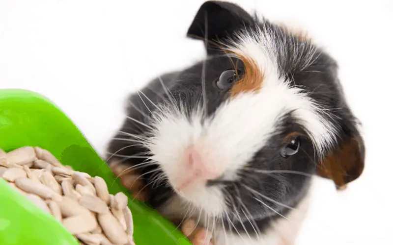toxic foods for guinea pigs