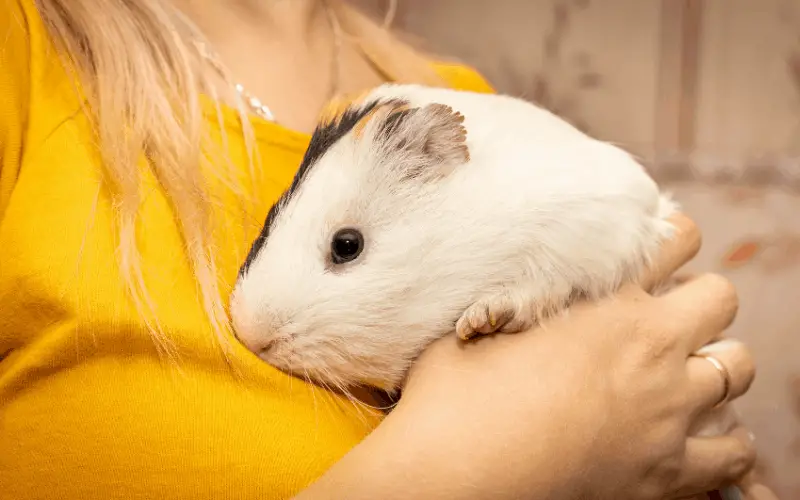 what is the average lifespan of guinea pigs