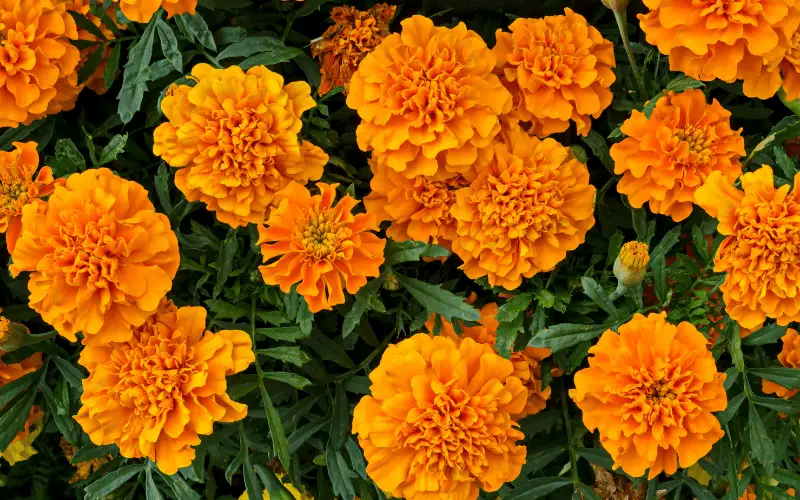 Amount Of Marigold To Feed Your Guinea Pig