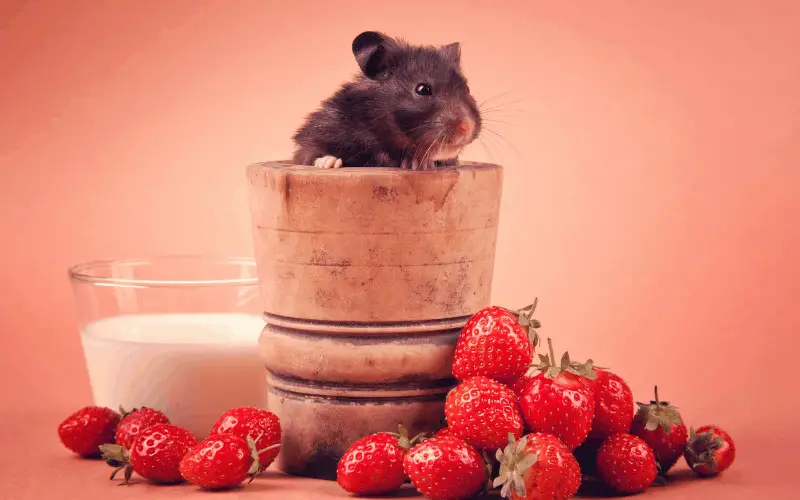 Benefits Of Feeding Dwarf Hamsters Strawberries