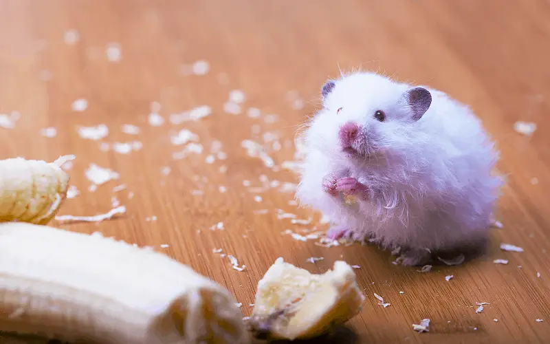 Can Dwarf Hamsters Eat Bananas