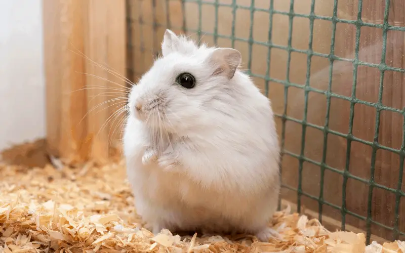 Can Dwarf Hamsters Eat Cheese