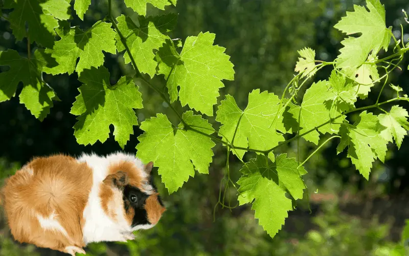 Can Guinea Pigs Eat Grape Vine Leaves