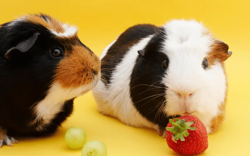 Can Guinea Pigs Eat Strawberry Seeds