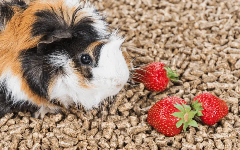 Can Guinea Pigs Eat Strawberry