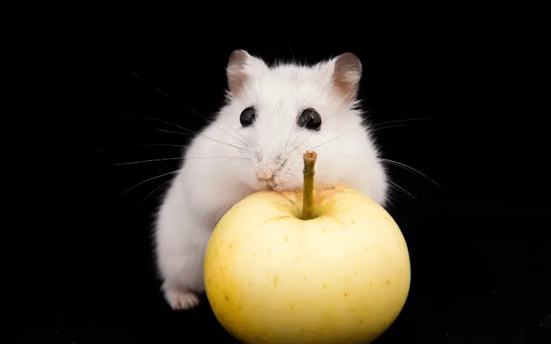 Can Hamsters Eat Apples