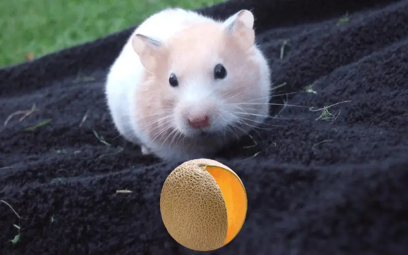 Can Hamsters Eat Cantaloupe