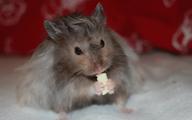 A Hamsters Eating Cheese