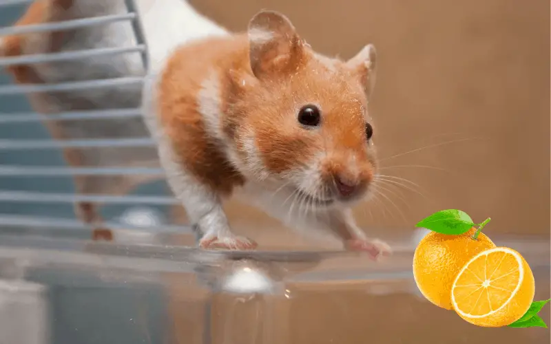 Can Hamsters Eat Oranges