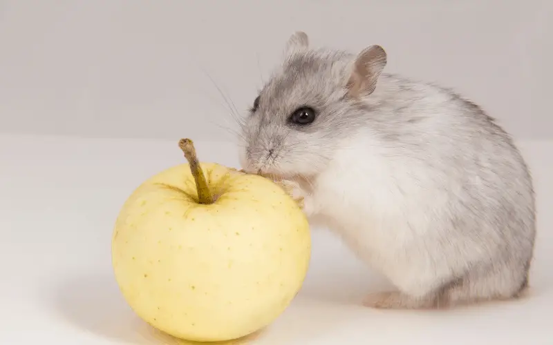 Can Syrian Hamsters Eat Apples
