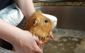 Can You Bathe A Guinea Pig With Baby Shampoo | Can You Bathe A Guinea Pig With Baby Shampoo
