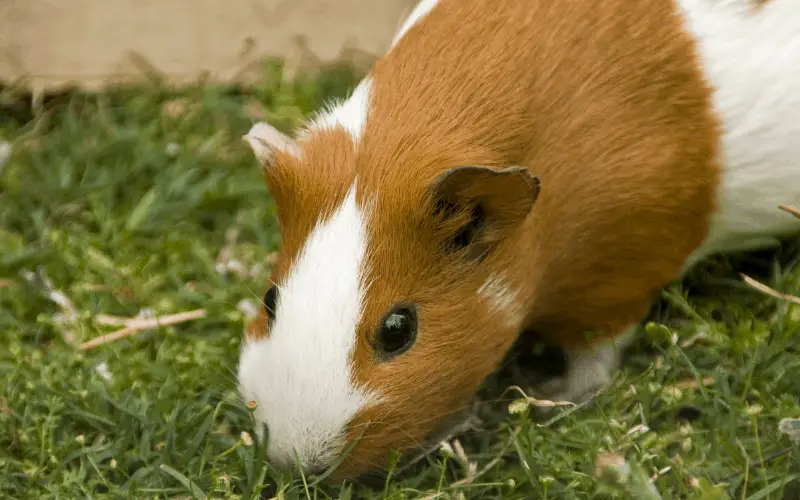 Causes Of Soft Poops In Guinea Pigs