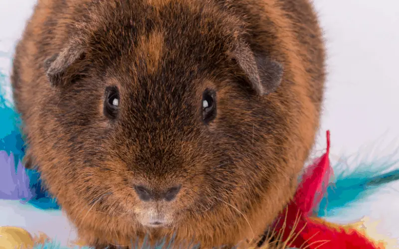 Do Guinea Pigs Have Eye Lids