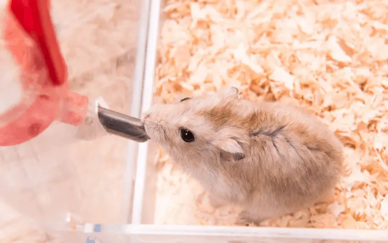 Do Hamsters Need Fresh Water Every Day
