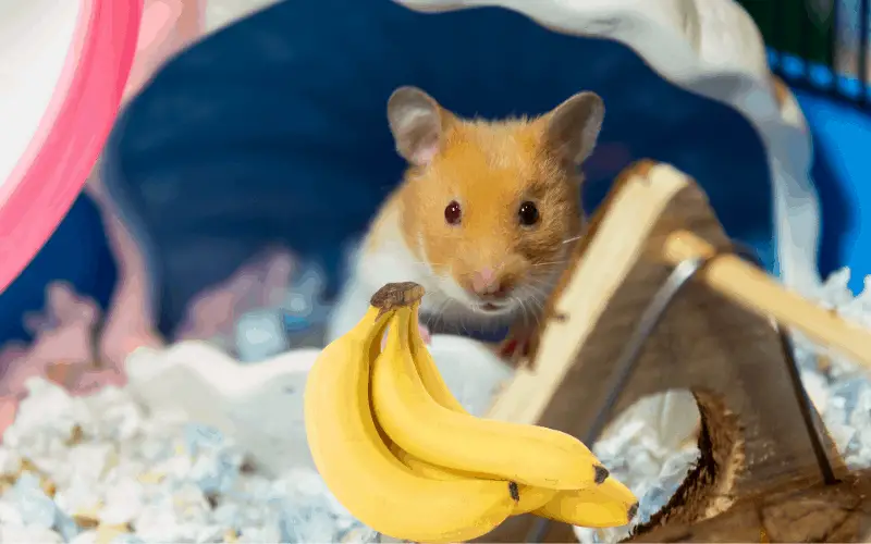 Health Implications of Bananas to Hamsters