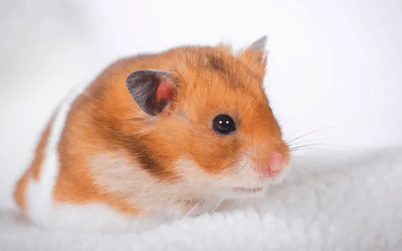 How Do Hamsters Get Fleas