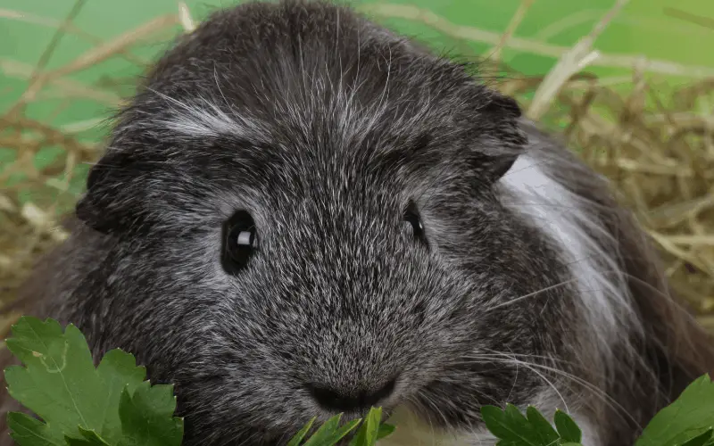 How Much Should a Hungry Guinea Pig Eat