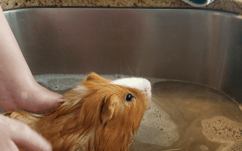 How Often Do Guinea Pigs Need Baths
