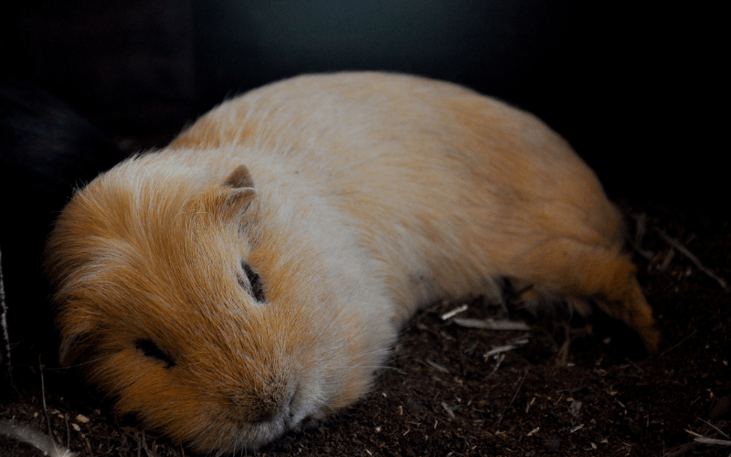 How Often Do Guinea Pigs Sleep