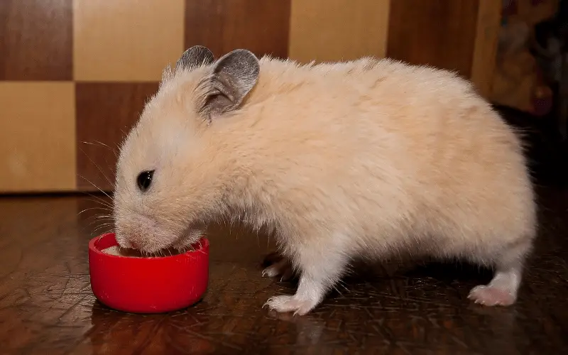 How Often Do Hamsters Drink Water