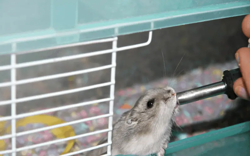 How Often Should I Change My Hamster's Water