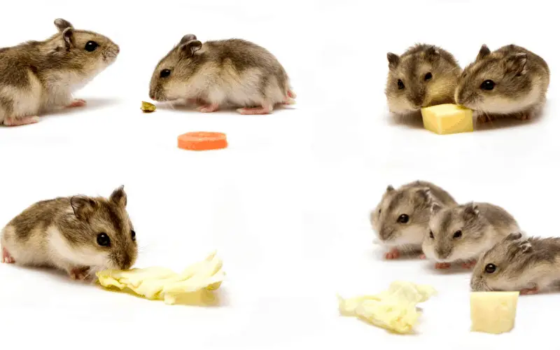 How Often Should I Feed My Hamster Cheese