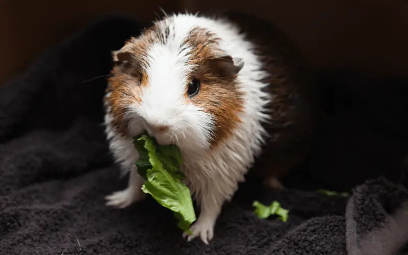 How Should You Serve Celery To Guinea Pigs