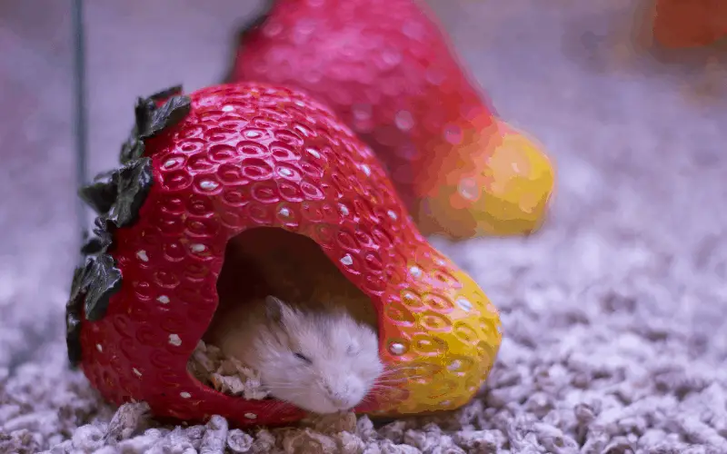 How To Feed Strawberries To Your Dwarf Hamster